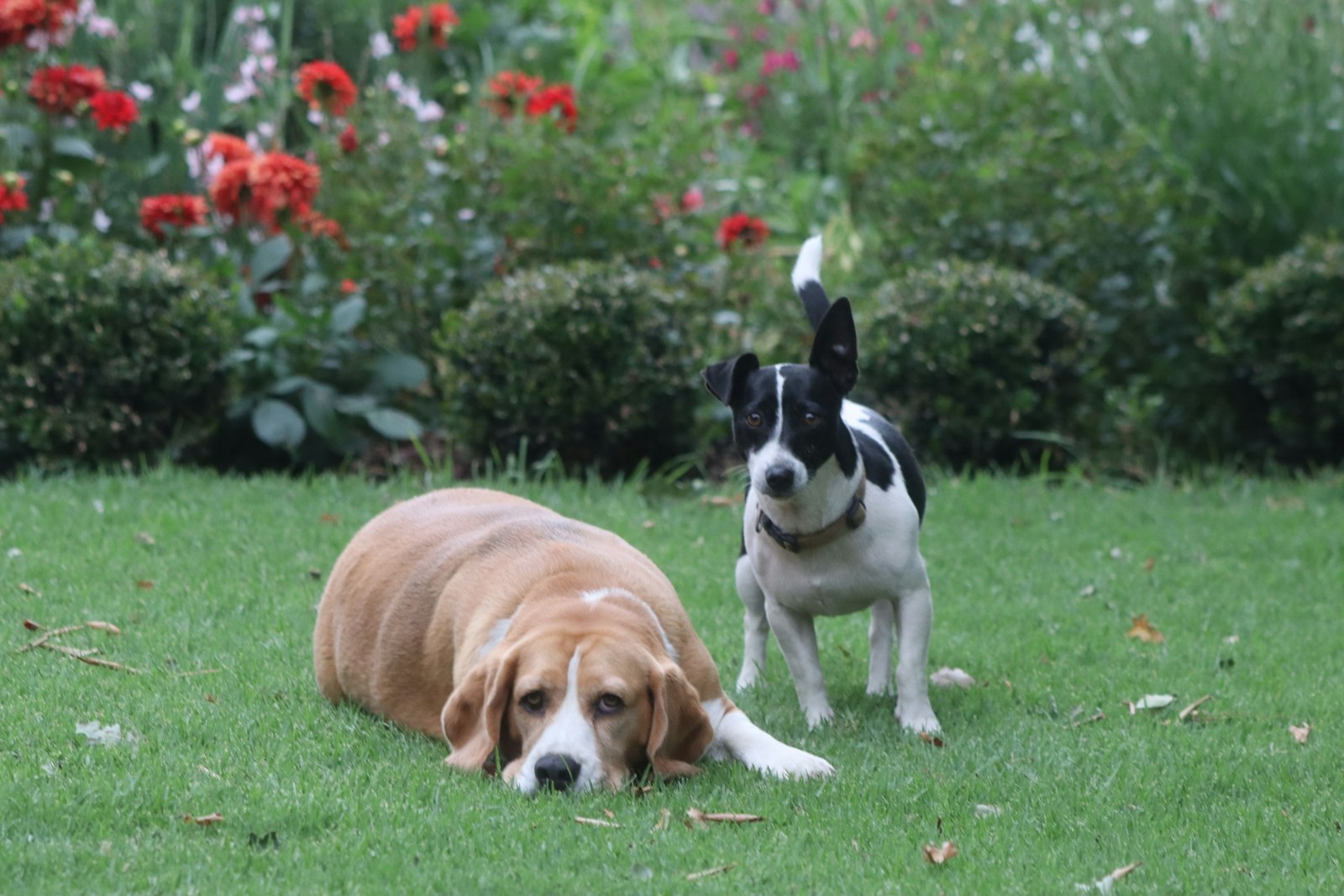 Dog relaxing on a grassy backyard in Oshawa