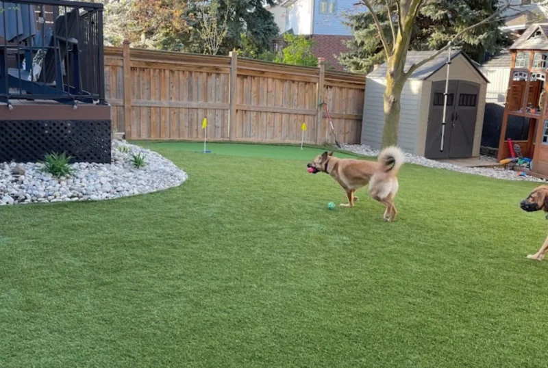 Backyard turf
